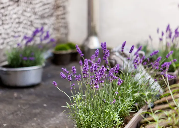 Szálloda Malecot By F-hotels